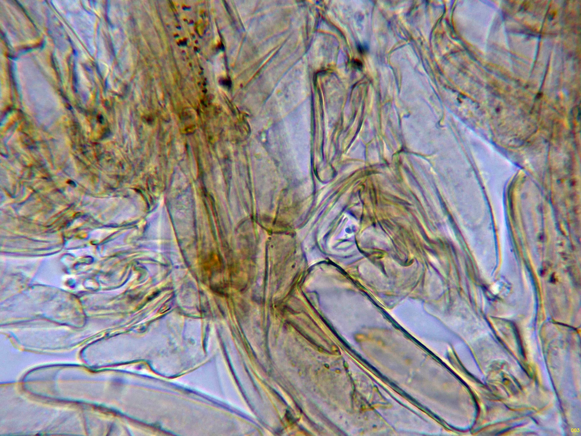 Microscopía de Pholiota squarrosa - 10 - Suprapellis agua-003